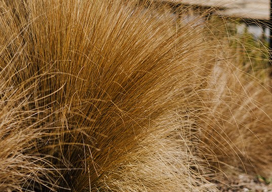 Studholme Rise Texture Grass
